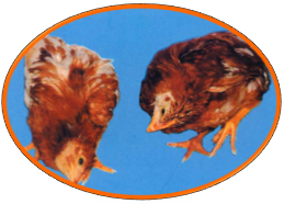 尊龙抖圈 - 为du而生