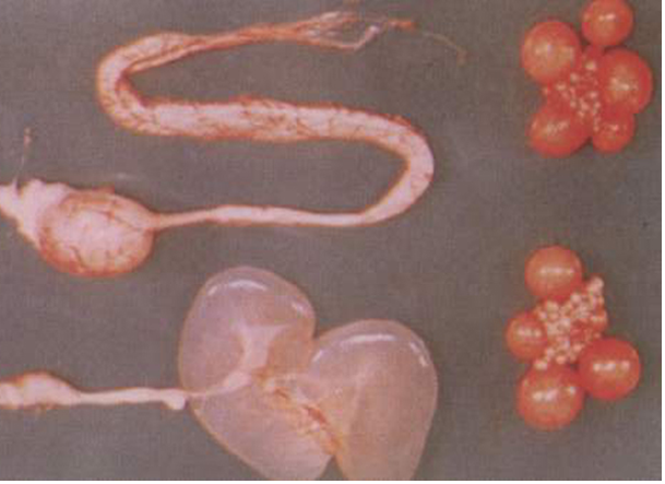 尊龙抖圈 - 为du而生