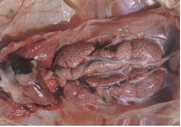 尊龙抖圈 - 为du而生